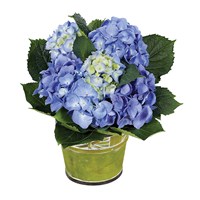 Blue Hydrangea plant (BF266-11KM)